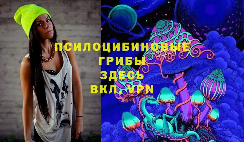 где можно купить   mega как зайти  Галлюциногенные грибы Psilocybe  Каргополь 